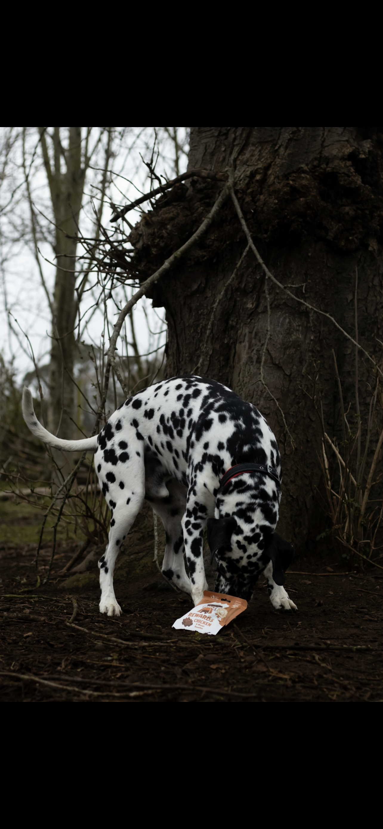 Denzels chicken and mango rosettes