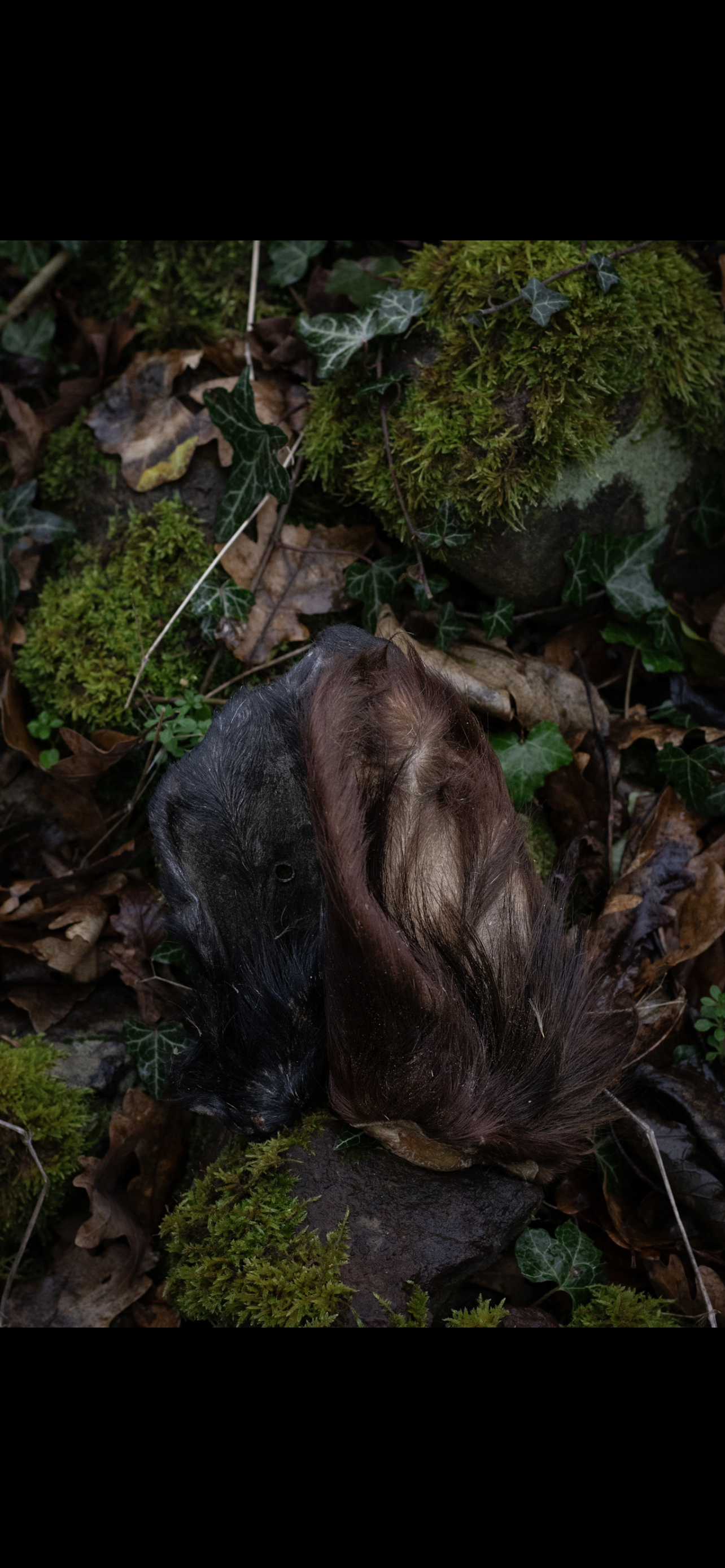 Hairy cow ears