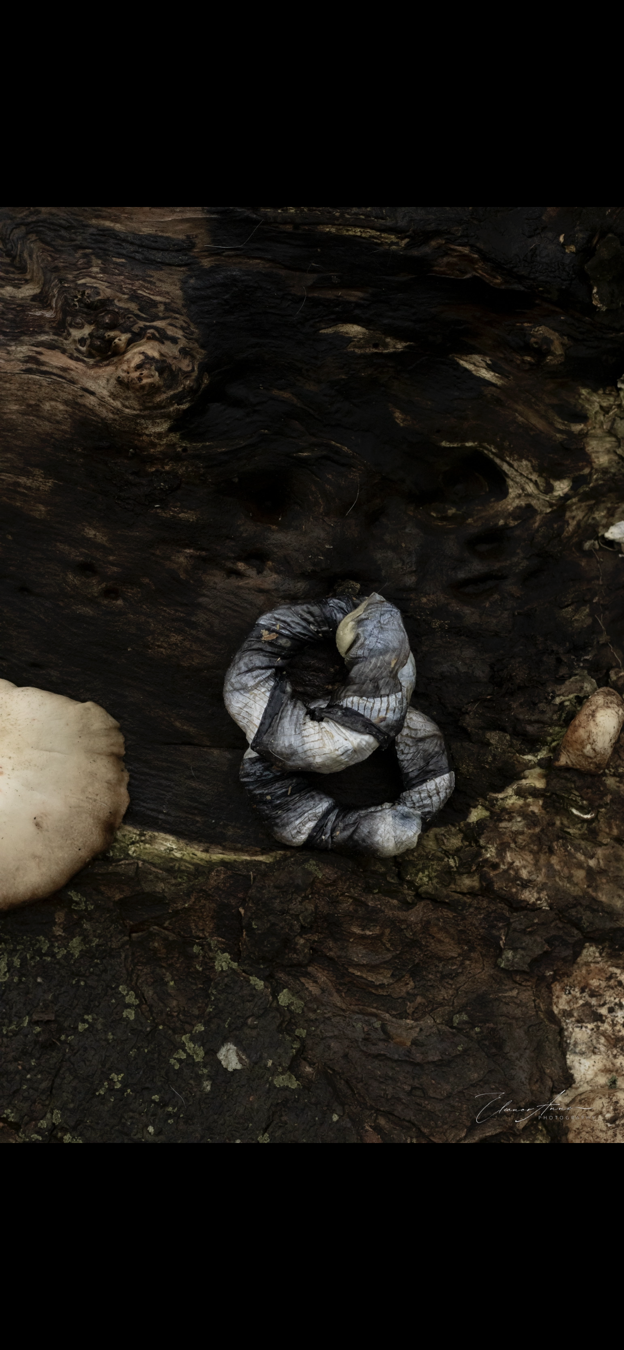 Fish skin donuts