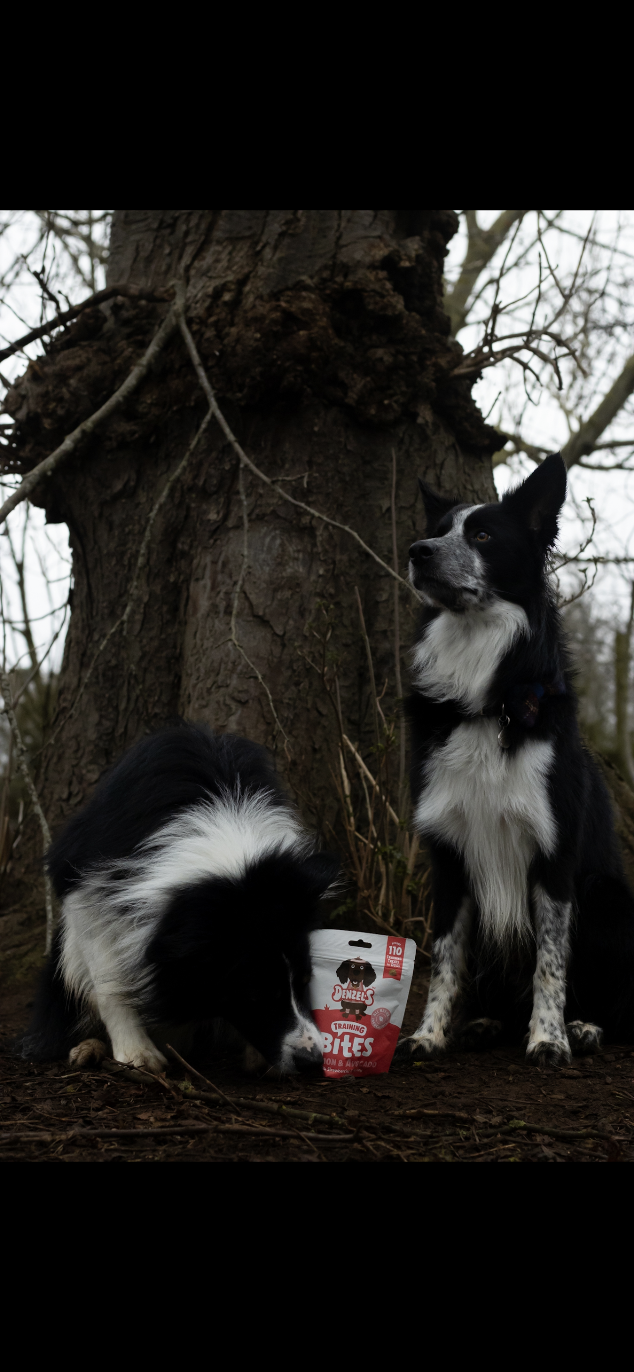 Denzels salmon and avocado bites