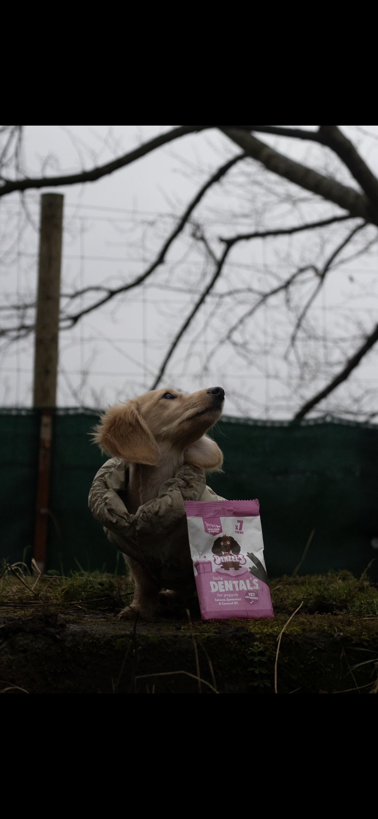 Denzels puppy dental chews