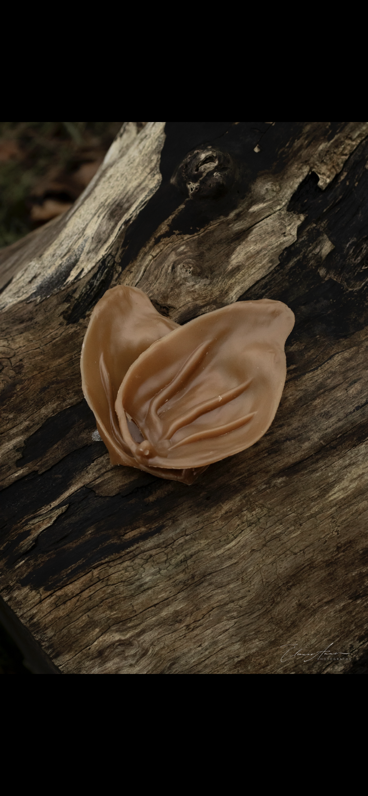 Veggie pigs ears (peanut butter)