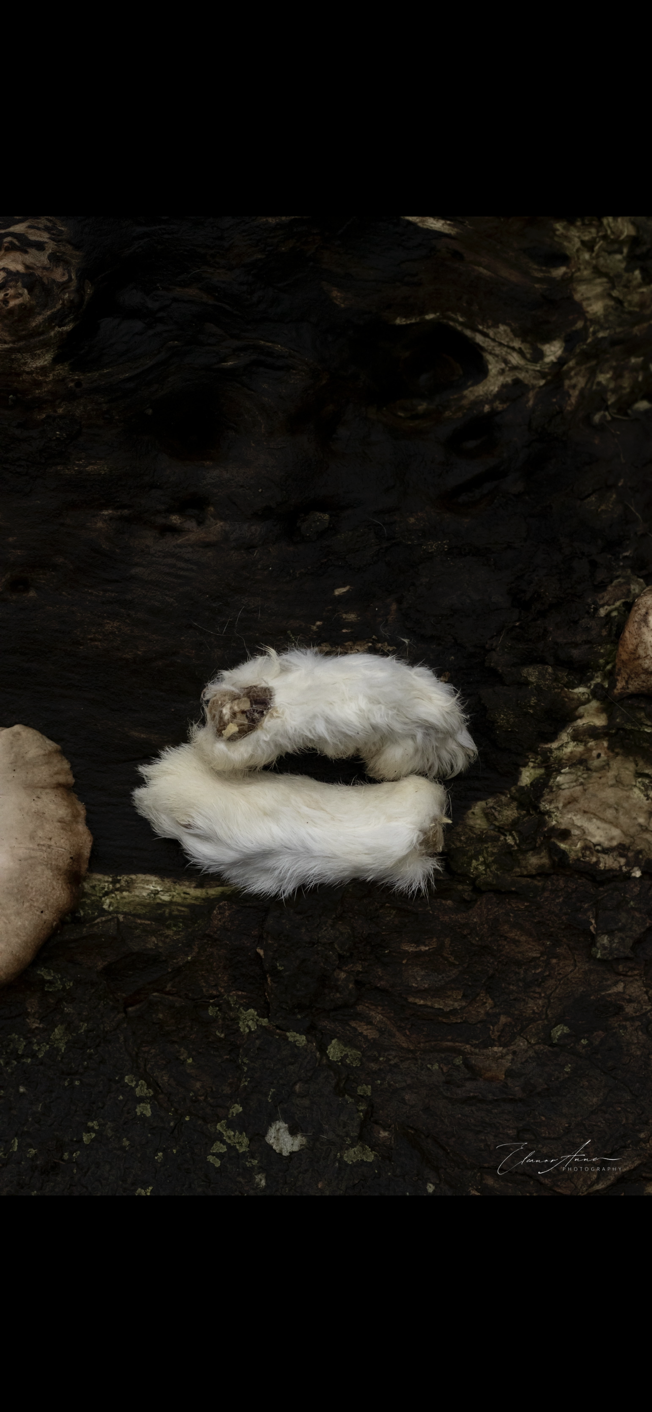 Hairy rabbit feet