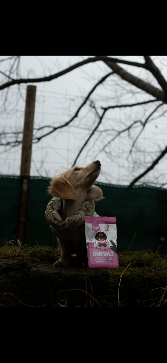 Denzels puppy dental chews