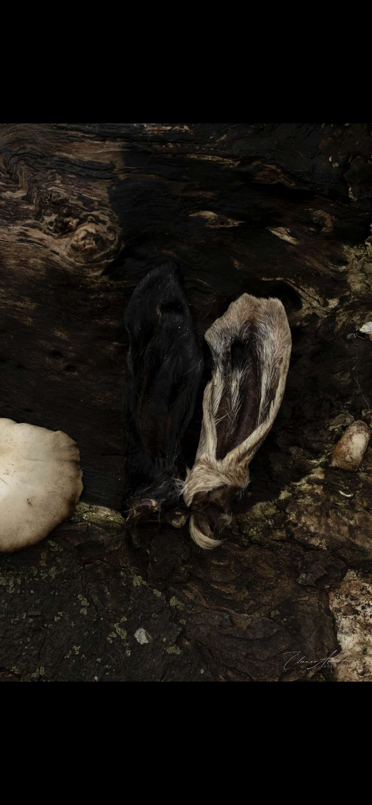 Hairy goats ears