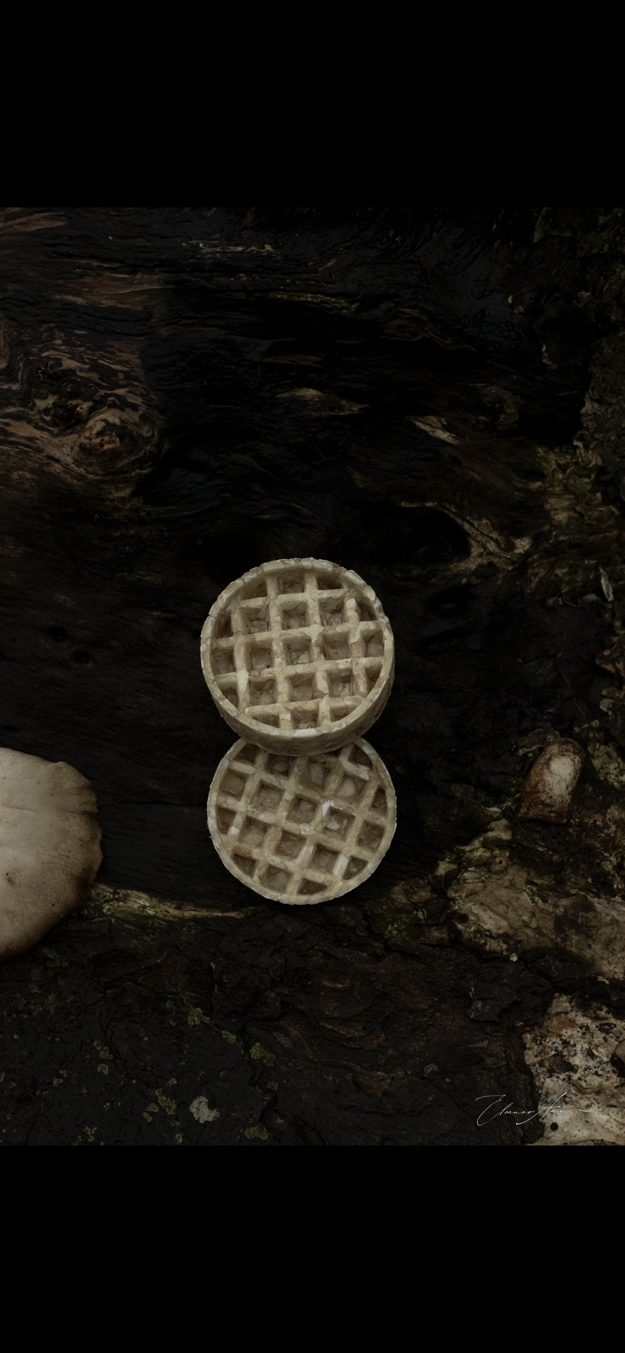 Collagen waffle