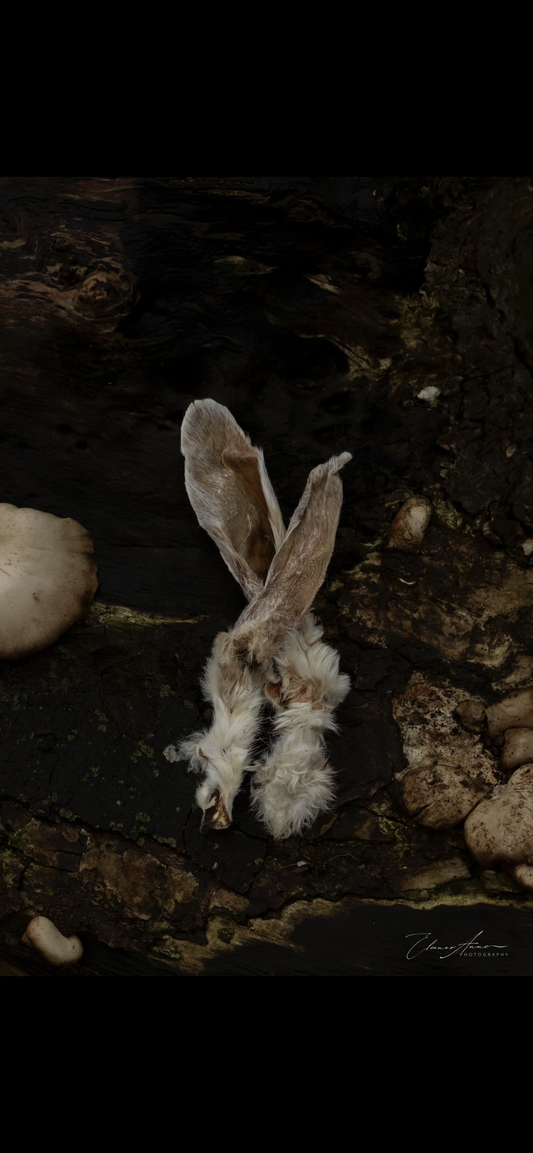 Rabbit ears