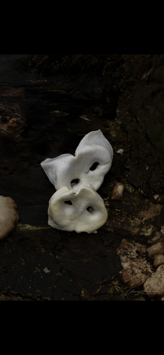 Puffed pig snouts