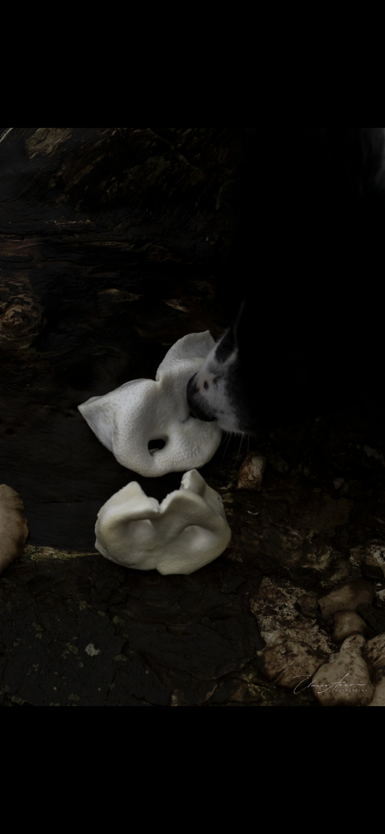 Puffed pig snouts